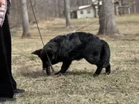 Rubi, a female German Shepherd Dog for sale in Rapidan, VA – Photo 1 of 10