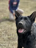 Rubi, a female German Shepherd Dog for sale in Rapidan, VA – Photo 8 of 10