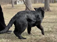Rubi, a female German Shepherd Dog for sale in Rapidan, VA – Photo 3 of 10