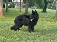 Pele, a male German Shepherd Dog for sale in Rapidan, VA – 5 of 7
