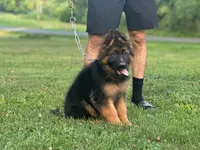 Moka , a female German Shepherd Dog for sale in Rapidan, VA – 2 of 6