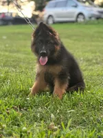 Moka , a female German Shepherd Dog for sale in Rapidan, VA – 5 of 6