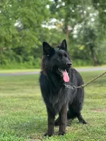 Pele, a male German Shepherd Dog for sale in Rapidan, VA – 3 of 7