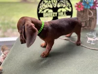 Tootie, a female Miniature Dachshund for sale in Hartsfield, GA – Photo 8 of 10