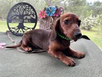 Tootie, a female Miniature Dachshund for sale in Hartsfield, GA – Photo 1 of 10