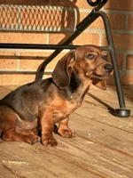Tootie, a female Miniature Dachshund for sale in Hartsfield, GA – Photo 9 of 10