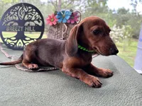 Tootie, a female Miniature Dachshund for sale in Hartsfield, GA – Photo 6 of 10