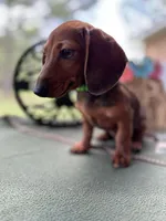 Tootie, a female Miniature Dachshund for sale in Hartsfield, GA – Photo 3 of 10