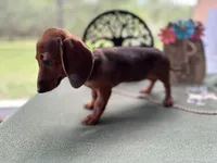 Tootie, a female Miniature Dachshund for sale in Hartsfield, GA – Photo 4 of 10