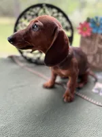 Tootie, a female Miniature Dachshund for sale in Hartsfield, GA – Photo 5 of 10