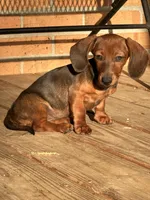Tootie, a female Miniature Dachshund for sale in Hartsfield, GA – Photo 10 of 10