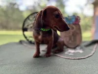 Tootie, a female Miniature Dachshund for sale in Hartsfield, GA – Photo 2 of 10