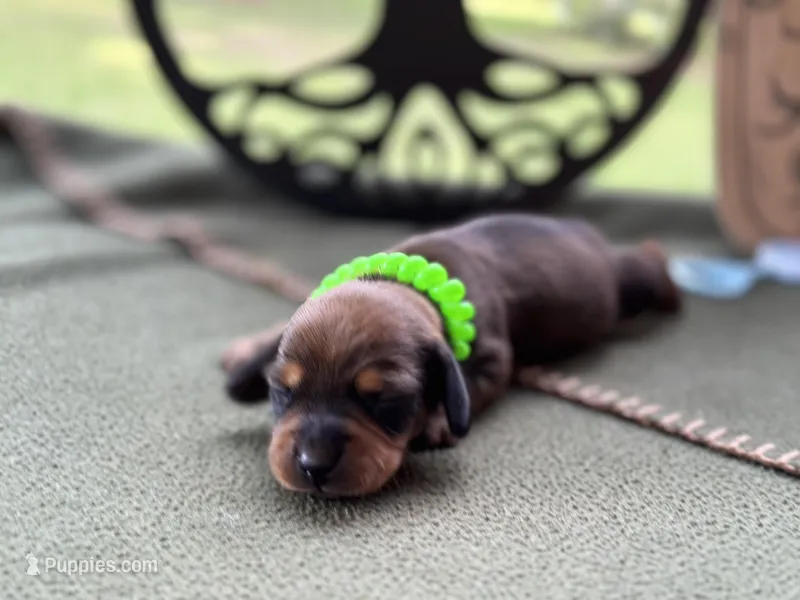 Chilli Peppers - Morgan, a male Miniature Dachshund for sale in Hartsfield, GA – Photo 1 of 10