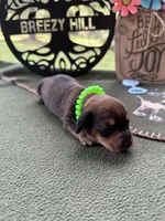 Chilli Peppers - Morgan, a male Miniature Dachshund for sale in Hartsfield, GA – Photo 6 of 10