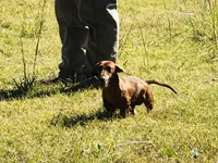 Chilli Peppers - Morgan, a male Miniature Dachshund for sale in Hartsfield, GA – Photo 10 of 10