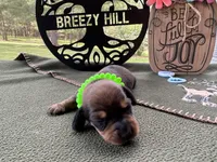 Chilli Peppers - Morgan, a male Miniature Dachshund for sale in Hartsfield, GA – Photo 5 of 10