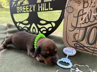 Chilli Peppers - Morgan, a male Miniature Dachshund for sale in Hartsfield, GA – Photo 2 of 10