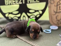 Chilli Peppers - Morgan, a male Miniature Dachshund for sale in Hartsfield, GA – Photo 4 of 10