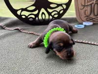 Chilli Peppers - Morgan, a male Miniature Dachshund for sale in Hartsfield, GA – Photo 3 of 10
