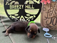 Chilli Peppers - Morgan, a male Miniature Dachshund for sale in Hartsfield, GA – Photo 8 of 10