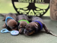 Chilli Peppers - Morgan, a male Miniature Dachshund for sale in Hartsfield, GA – Photo 7 of 10