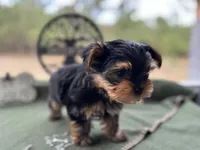 Jack, a male Yorkshire Terrier for sale in Hartsfield, GA – Photo 6 of 10