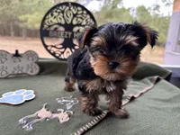 Jack, a male Yorkshire Terrier for sale in Hartsfield, GA – Photo 5 of 10