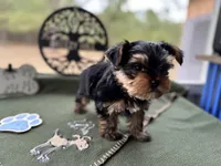 Jack, a male Yorkshire Terrier for sale in Hartsfield, GA – Photo 10 of 10