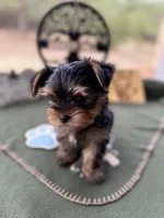Jack, a male Yorkshire Terrier for sale in Hartsfield, GA – Photo 2 of 10