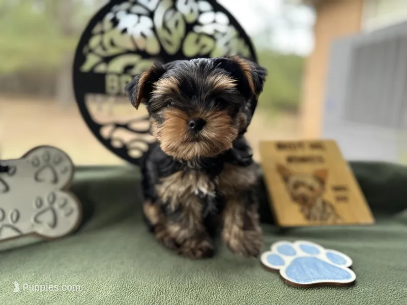 Jack, a male Yorkshire Terrier for sale in Hartsfield, GA – Photo 1 of 10