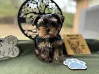 Jack, a male Yorkshire Terrier for sale in Hartsfield, GA – Photo 1 of 10