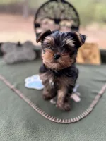 Jack, a male Yorkshire Terrier for sale in Hartsfield, GA – Photo 3 of 10