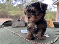 Jack, a male Yorkshire Terrier for sale in Hartsfield, GA – Photo 4 of 10