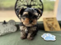 Jack, a male Yorkshire Terrier for sale in Hartsfield, GA – Photo 7 of 10