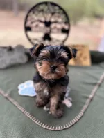 Jack, a male Yorkshire Terrier for sale in Hartsfield, GA – Photo 8 of 10