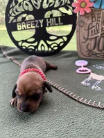 Chilli Peppers - Lainey, a female Miniature Dachshund for sale in Hartsfield, GA – Photo 3 of 10