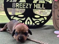 Chilli Peppers - Lainey, a female Miniature Dachshund for sale in Hartsfield, GA – Photo 4 of 10