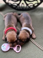 Chilli Peppers - Lainey, a female Miniature Dachshund for sale in Hartsfield, GA – Photo 8 of 10
