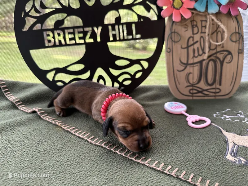 Chilli Peppers - Lainey, a female Miniature Dachshund for sale in Hartsfield, GA – Photo 1 of 10