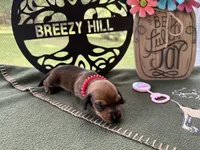 Chilli Peppers - Lainey, a female Miniature Dachshund for sale in Hartsfield, GA – Photo 1 of 10