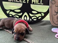 Chilli Peppers - Lainey, a female Miniature Dachshund for sale in Hartsfield, GA – Photo 6 of 10