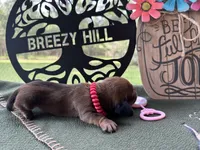 Chilli Peppers - Lainey, a female Miniature Dachshund for sale in Hartsfield, GA – Photo 5 of 10