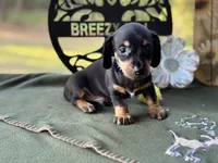 Charles, a male Miniature Dachshund for sale in Hartsfield, GA – Photo 6 of 10