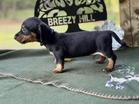 Charles, a male Miniature Dachshund for sale in Hartsfield, GA – Photo 8 of 10