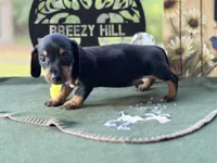 Charles, a male Miniature Dachshund for sale in Hartsfield, GA – Photo 2 of 10