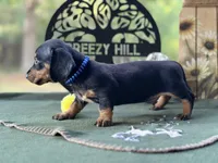 Charles, a male Miniature Dachshund for sale in Hartsfield, GA – Photo 7 of 10