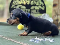 Charles, a male Miniature Dachshund for sale in Hartsfield, GA – Photo 1 of 10