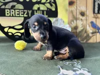 Charles, a male Miniature Dachshund for sale in Hartsfield, GA – Photo 5 of 10