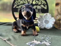 Charles, a male Miniature Dachshund for sale in Hartsfield, GA – Photo 3 of 10