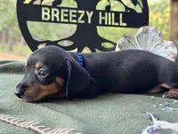 Charles, a male Miniature Dachshund for sale in Hartsfield, GA – Photo 4 of 10